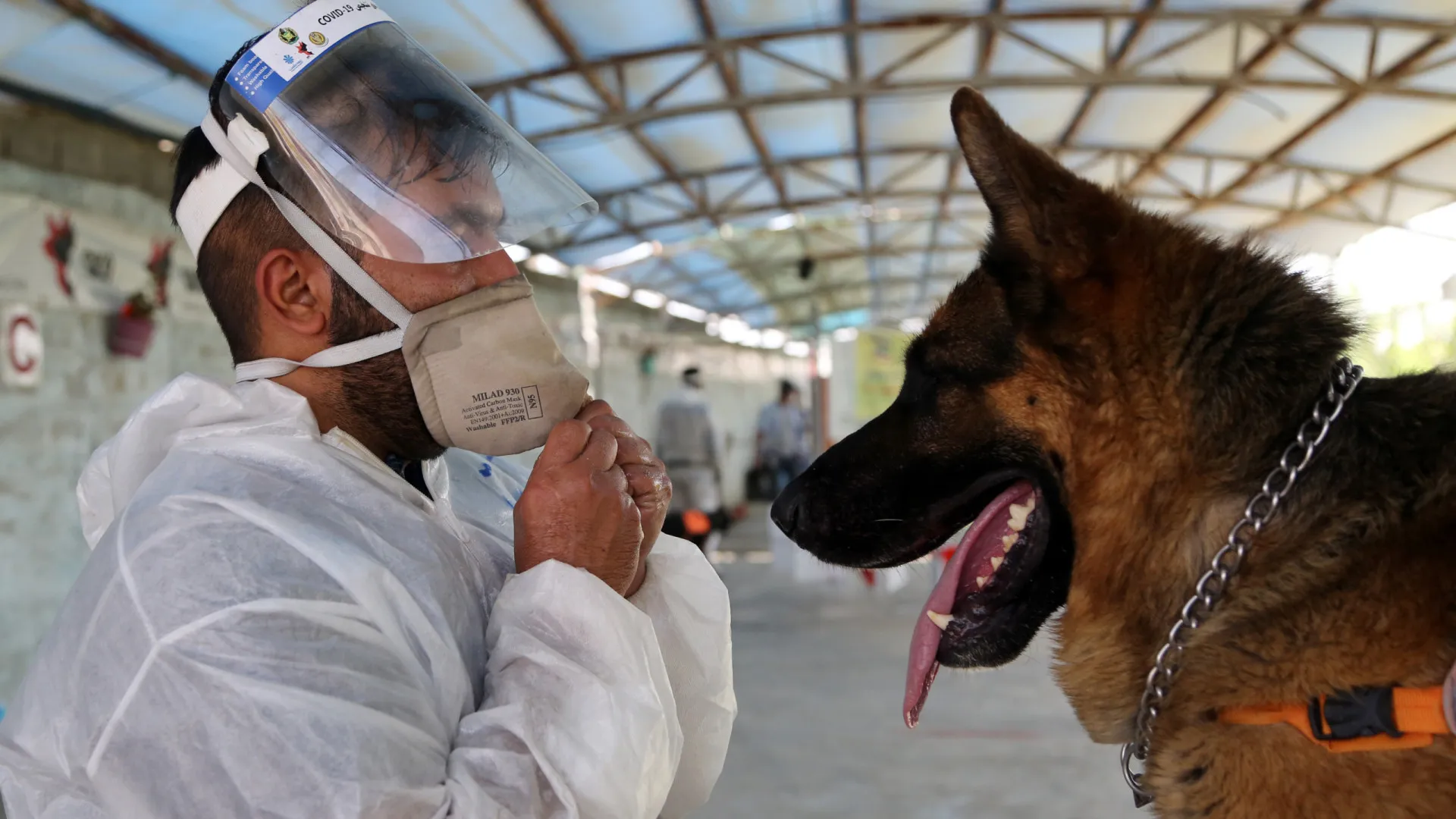 Coisas incríveis que os cães são capazes de fazer - até detectar Covid-19