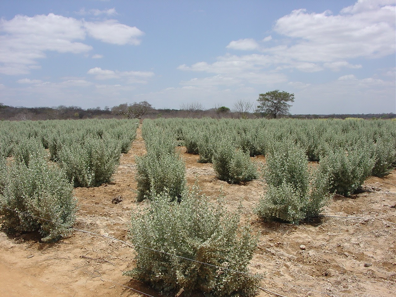 Projeto em agricultura biossalina vai fortalecer comunidades do Semiárido