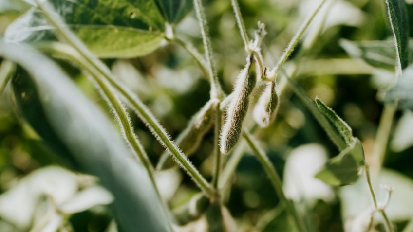 Às vésperas da colheita, China não sinaliza compra de soja dos EUA