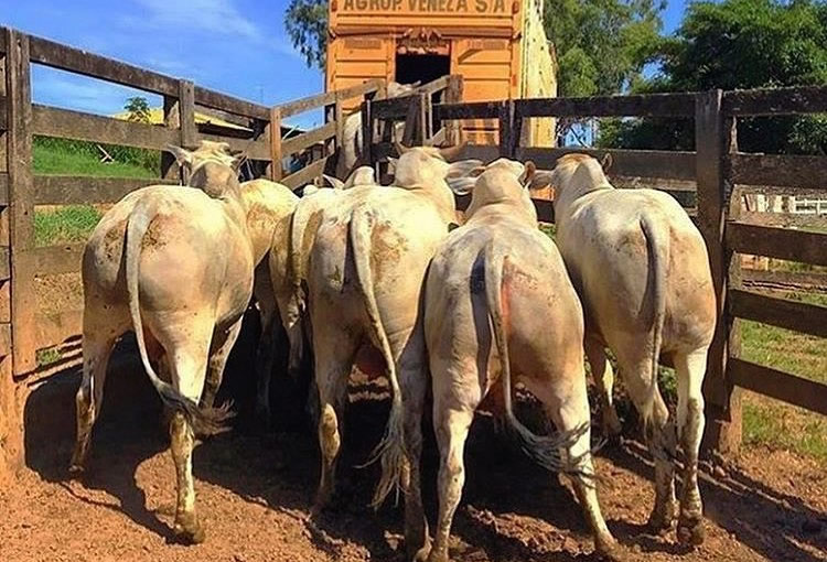 Envios interestaduais de gado de corte disparam em Mato Grosso