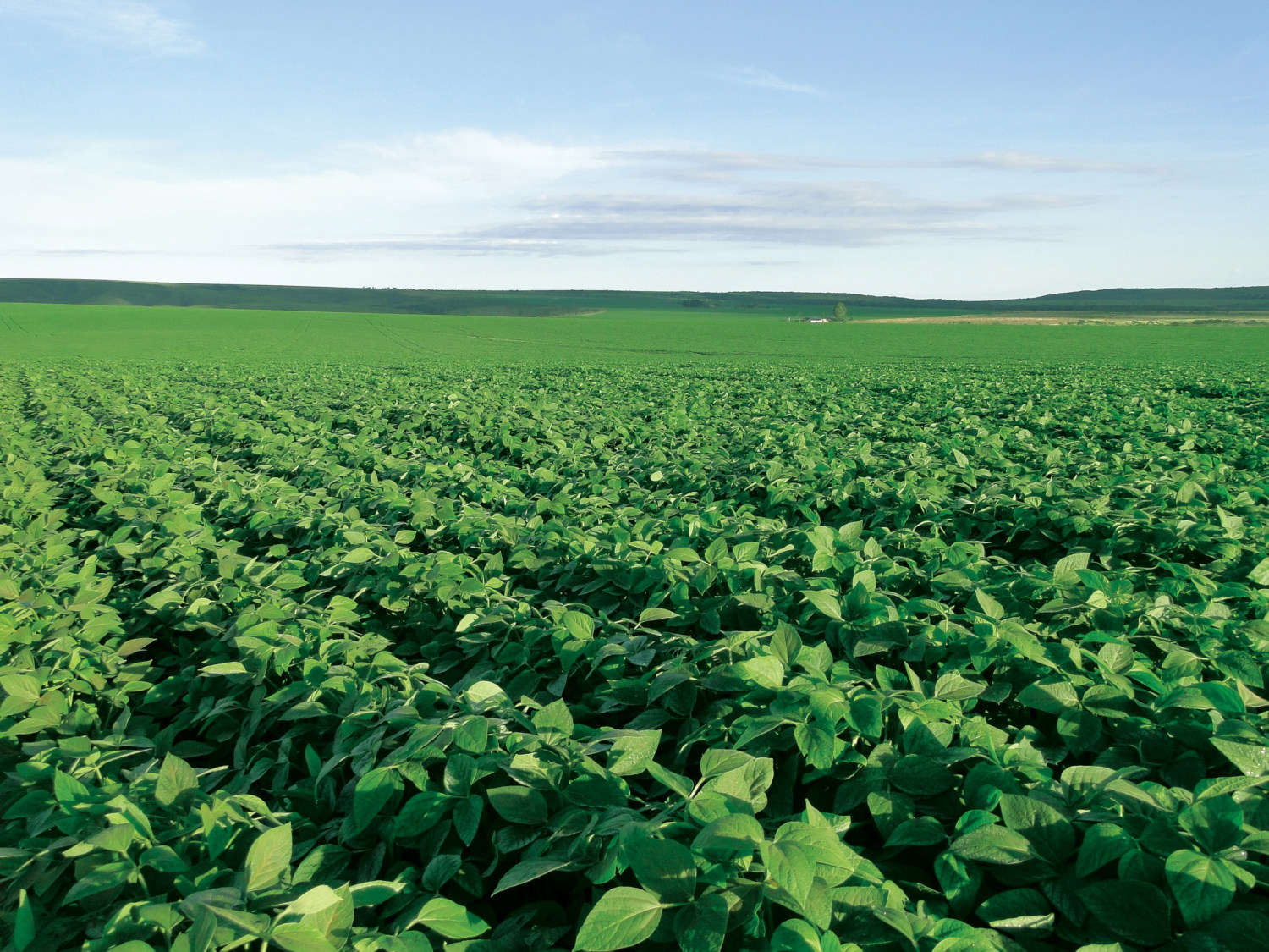 Agricultura eleva projeção do valor bruto da produção em 2025 para R$ 1,406 tri
