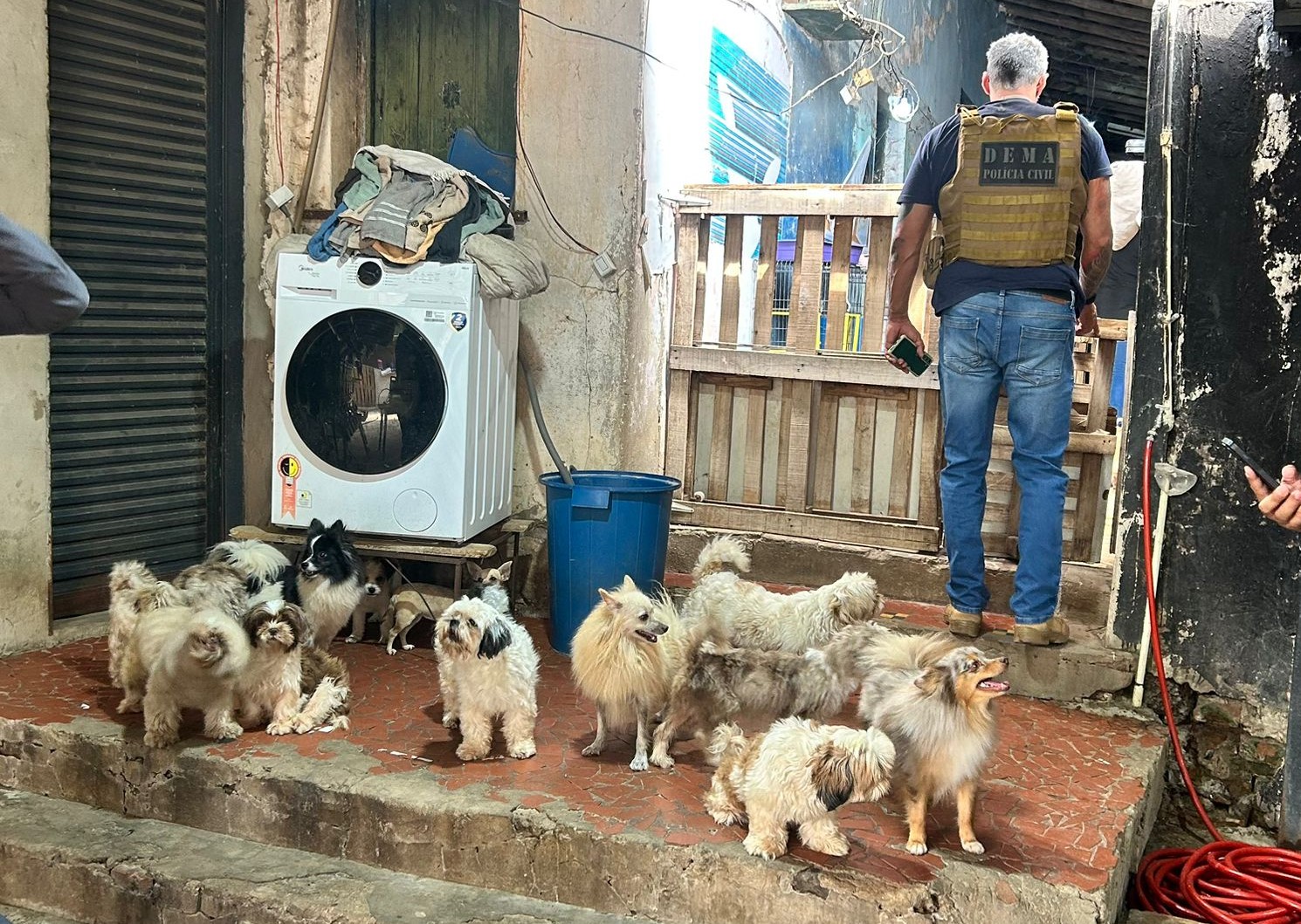 Polícia Civil e Bem Estar Animal resgatam cães e roedores e interditam canil clandestino em Cuiabá