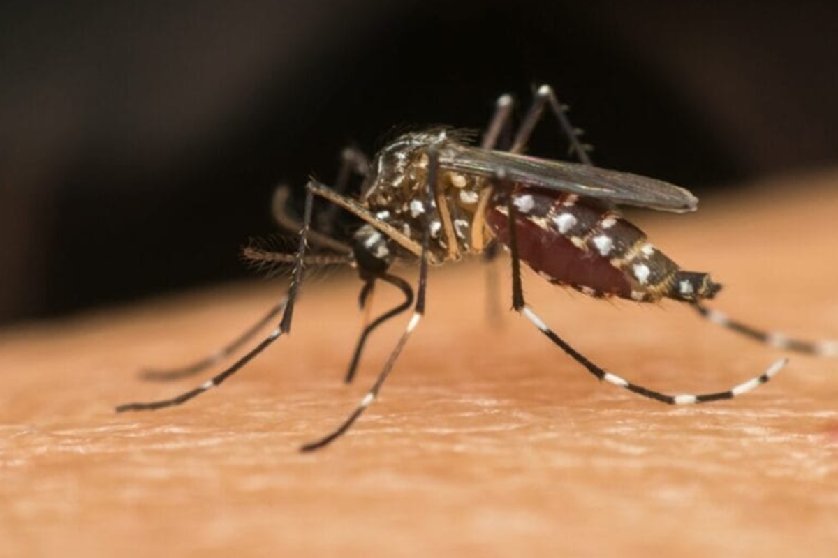 Baixa adesão à segunda dose de vacina da dengue preocupa especialistas