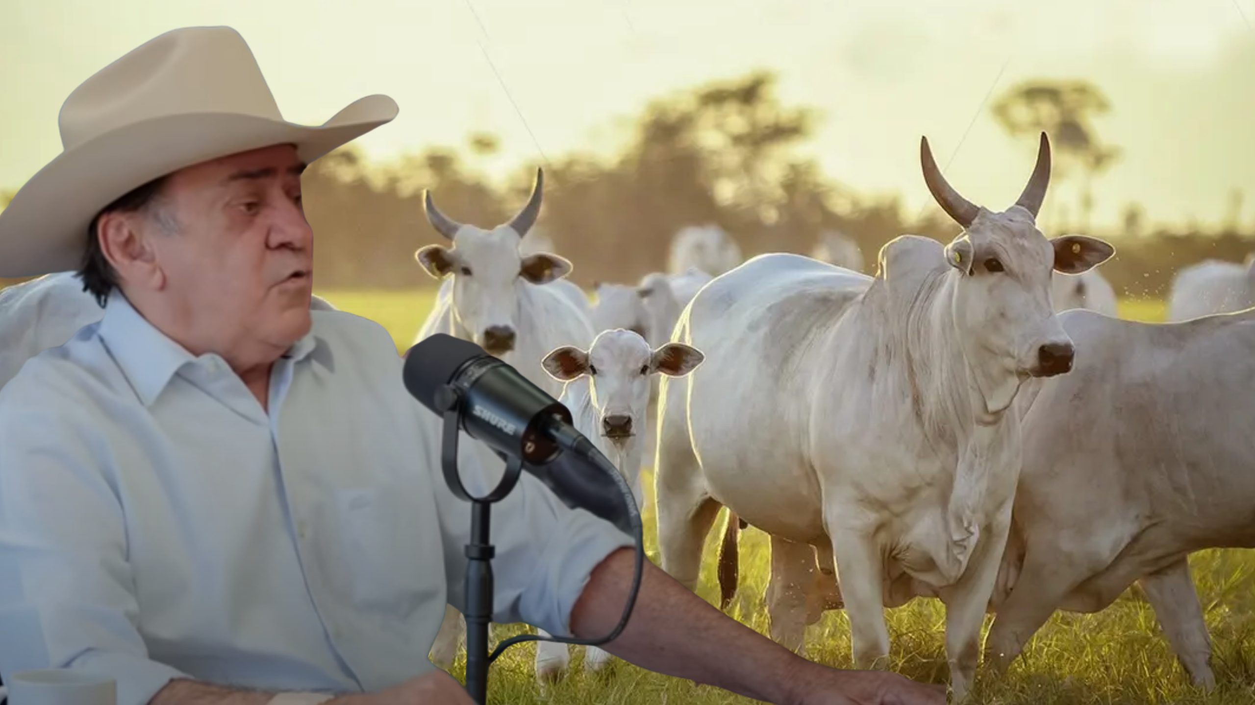 Fazendeiro que é fazendeiro não faz cruzamento, diz maior pecuarista do Xingu