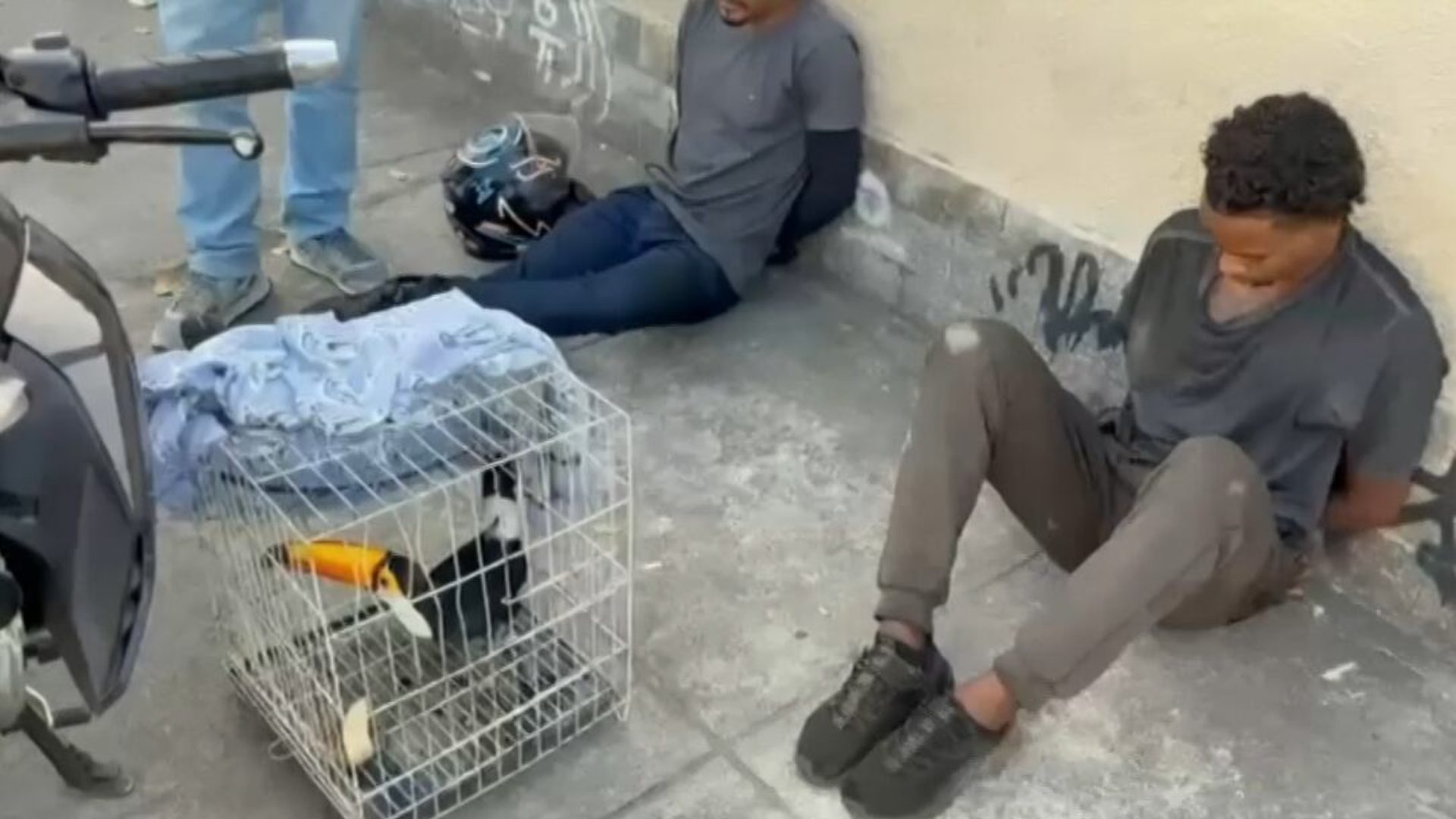 Polícia Civil desarticula maior quadrilha de tráfico de animais em operação no RJ