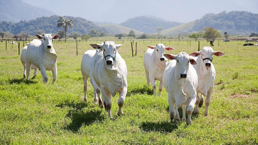 Brasil abate mais vacas do que bois pela 1ª vez em 15 anos