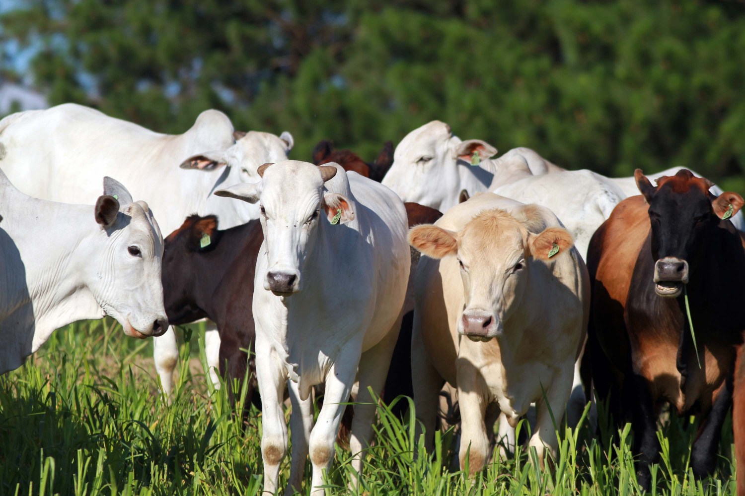 IBGE: rebanho bovino é de 238,2 milhões de cabeças em 2024 e cai 0,2% ante 2023