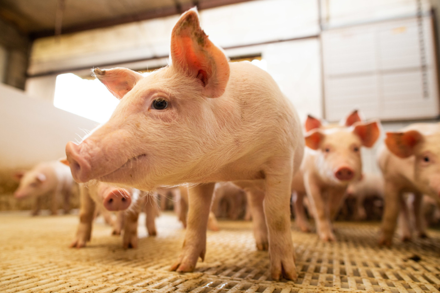 IBGE: rebanho suíno soma 43,9 milhões de animais em 2024, alta de 1,8% ante 2023