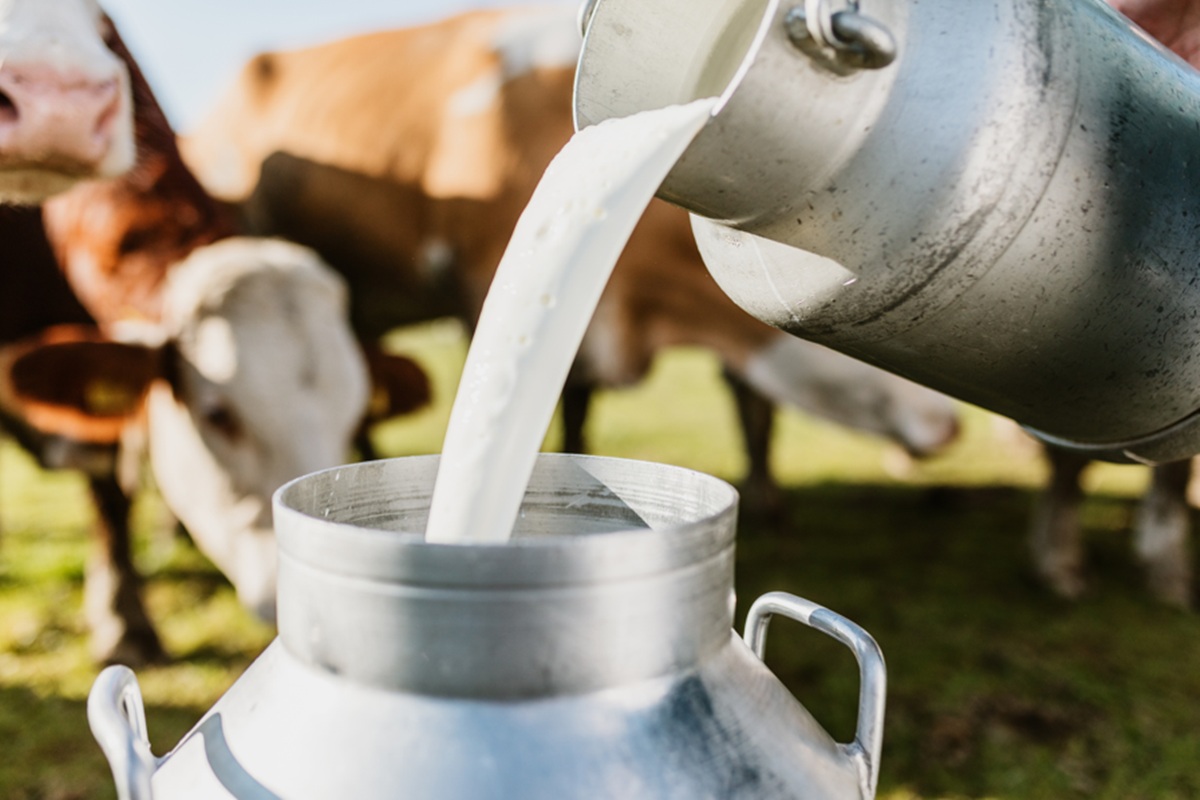 Mesmo com menor número de vacas, produção de leite bate recorde