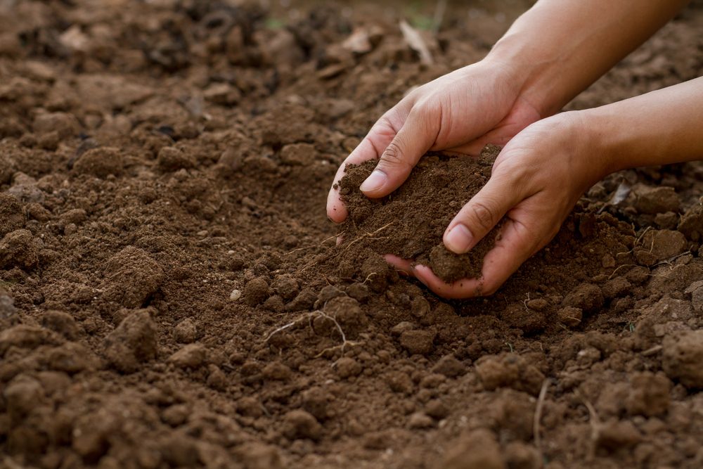 Diagnóstico de solo é o primeiro passo para proteger lavouras e garantir produtividade