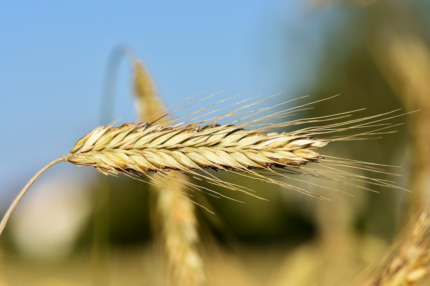 EUA vendem 377,5 mil t de trigo da safra 2025/26, diz USDA