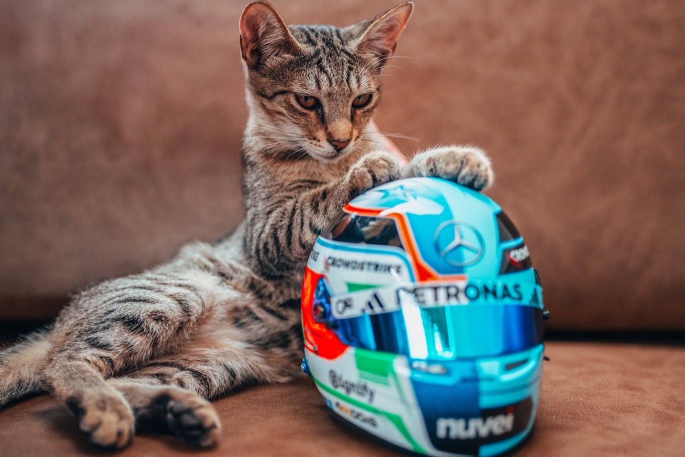 Gato rouba a cena e vira mascote no paddock da F1 em Baku. Confira