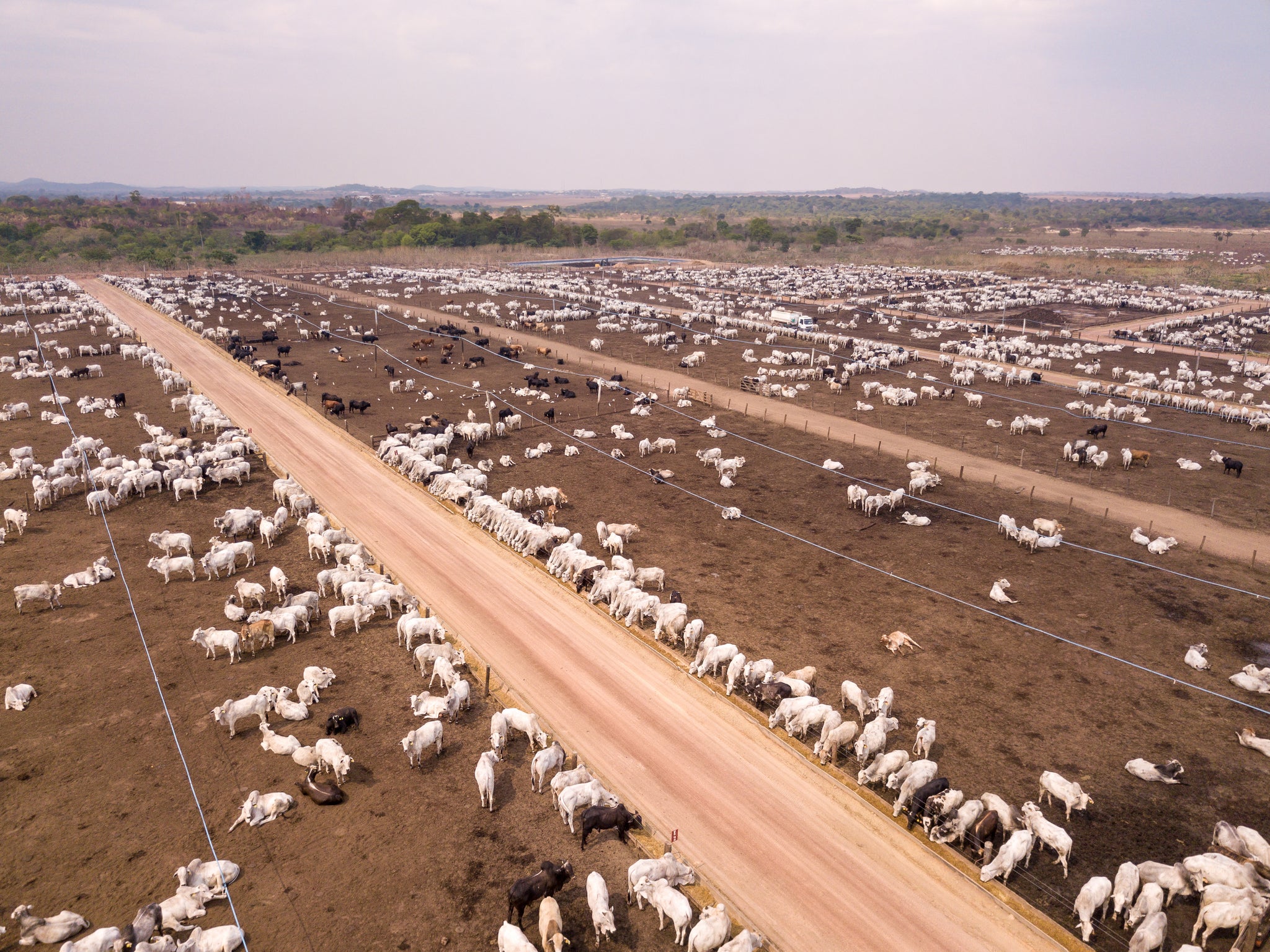 Confinamento: conheça os segredos dos maiores e mais lucrativos