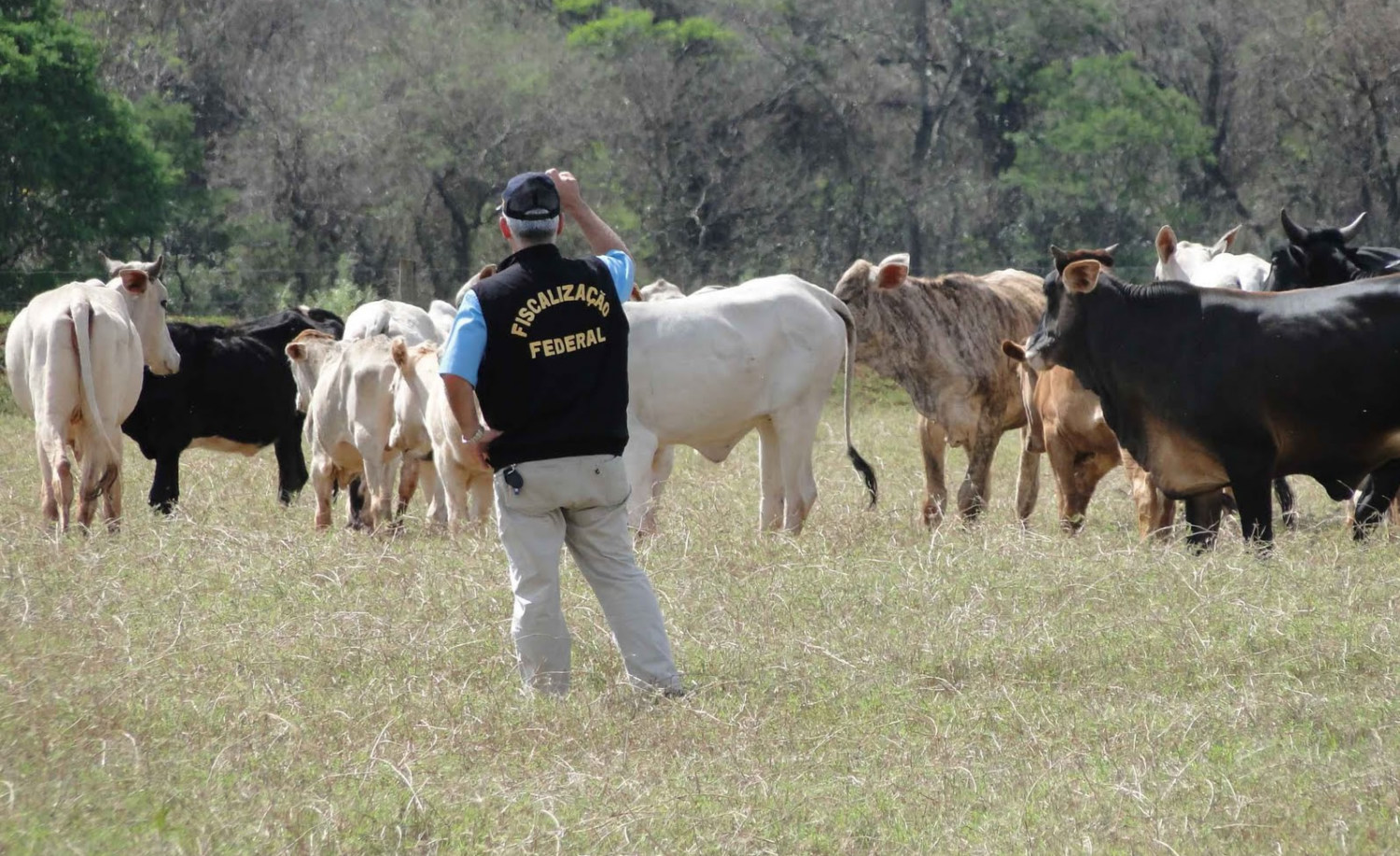 Projeto autoriza porte de armas para auditores fiscais agropecuários