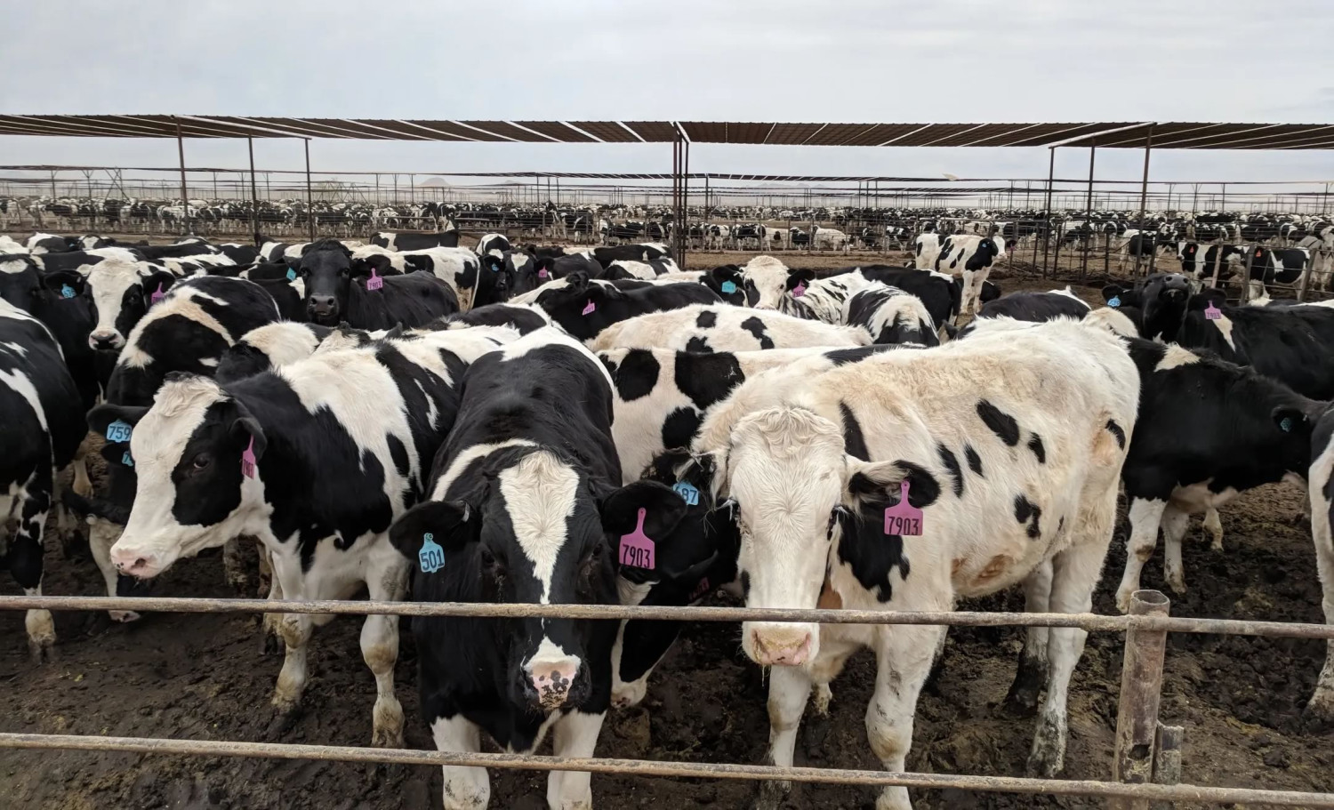 Confinamento: como o beef-on-dairy se transformou a pecuária leiteira