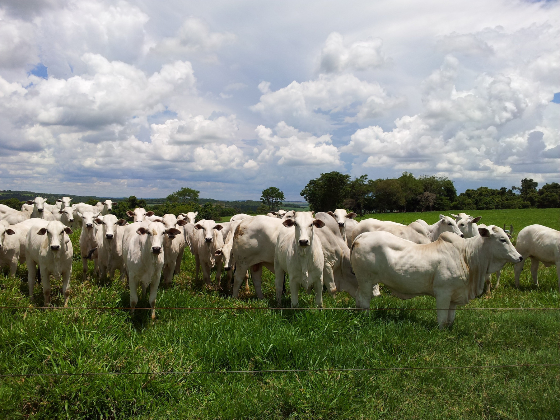 Ganho de peso diário durante a recria de bovinos de corte em pasto