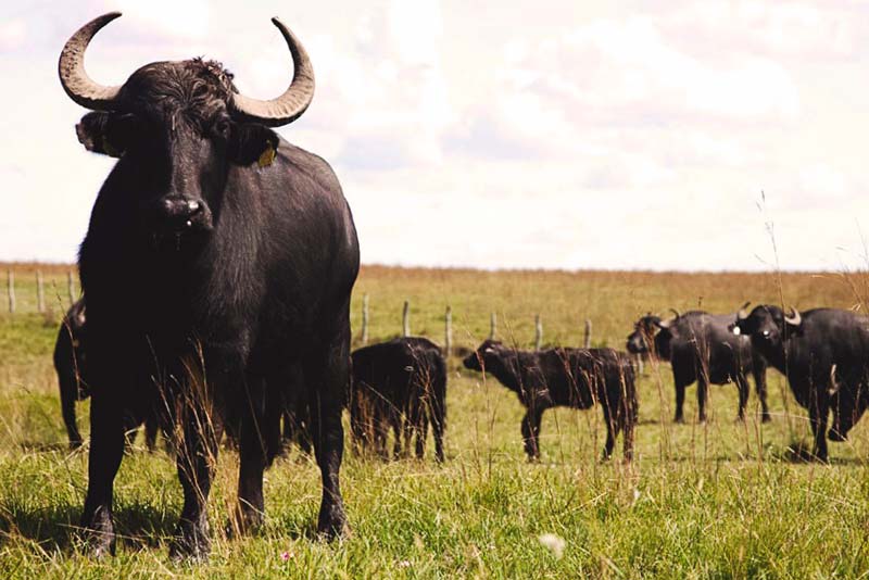 Carne de búfalo: menos gordura, mais proteína e muito sabor