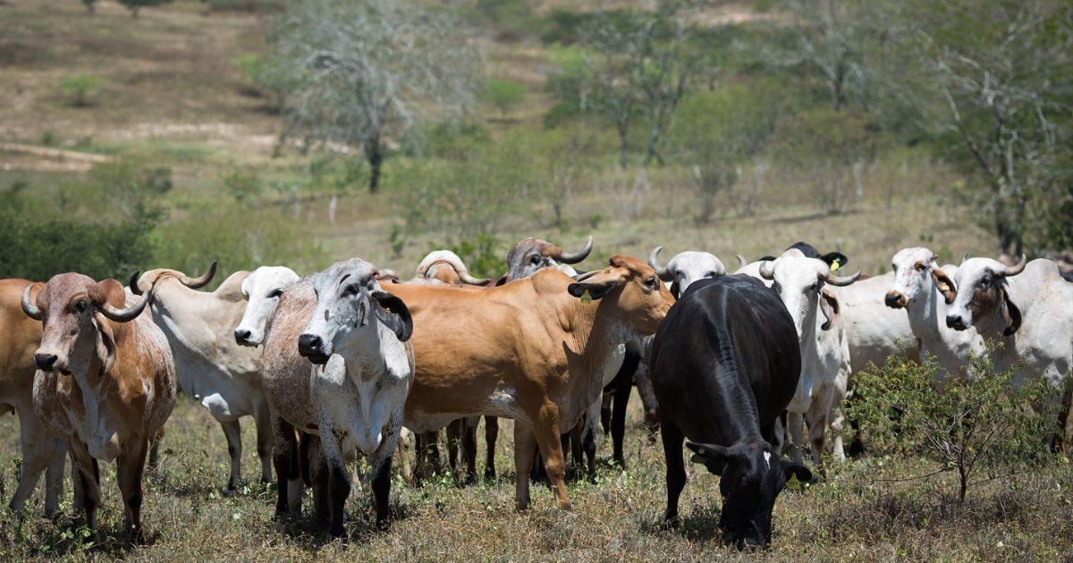 Justiça impede penhora de pequena propriedade rural em Goiás