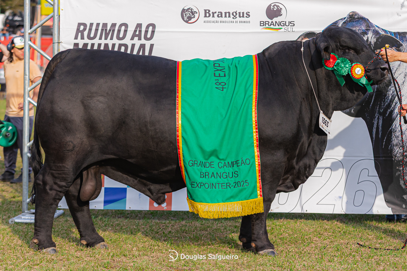 Brangus abre inscrições para ExpoPelotas Brangus
