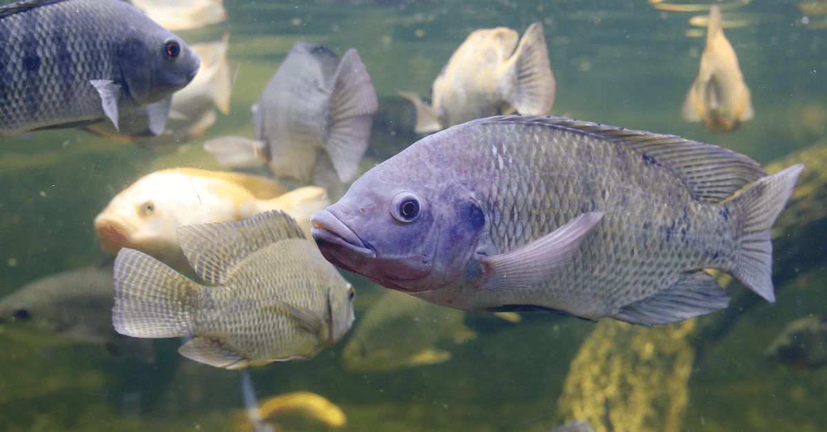 Ranking dos maiores produtores de peixes e camarões no Brasil