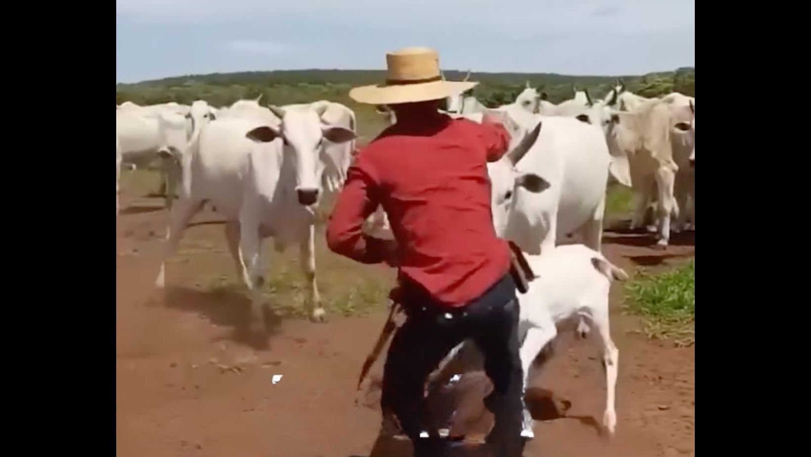 Vídeo: Manejo de vaca Nelore parida provoca debate na internet