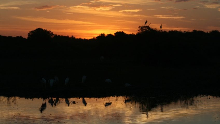 Pesquisadores descobrem "vírus gigante" no Pantanal