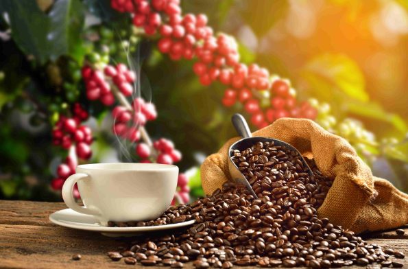 Dia Internacional do Café: Anffa celebra produto essencial à economia e à rotina dos brasileiros