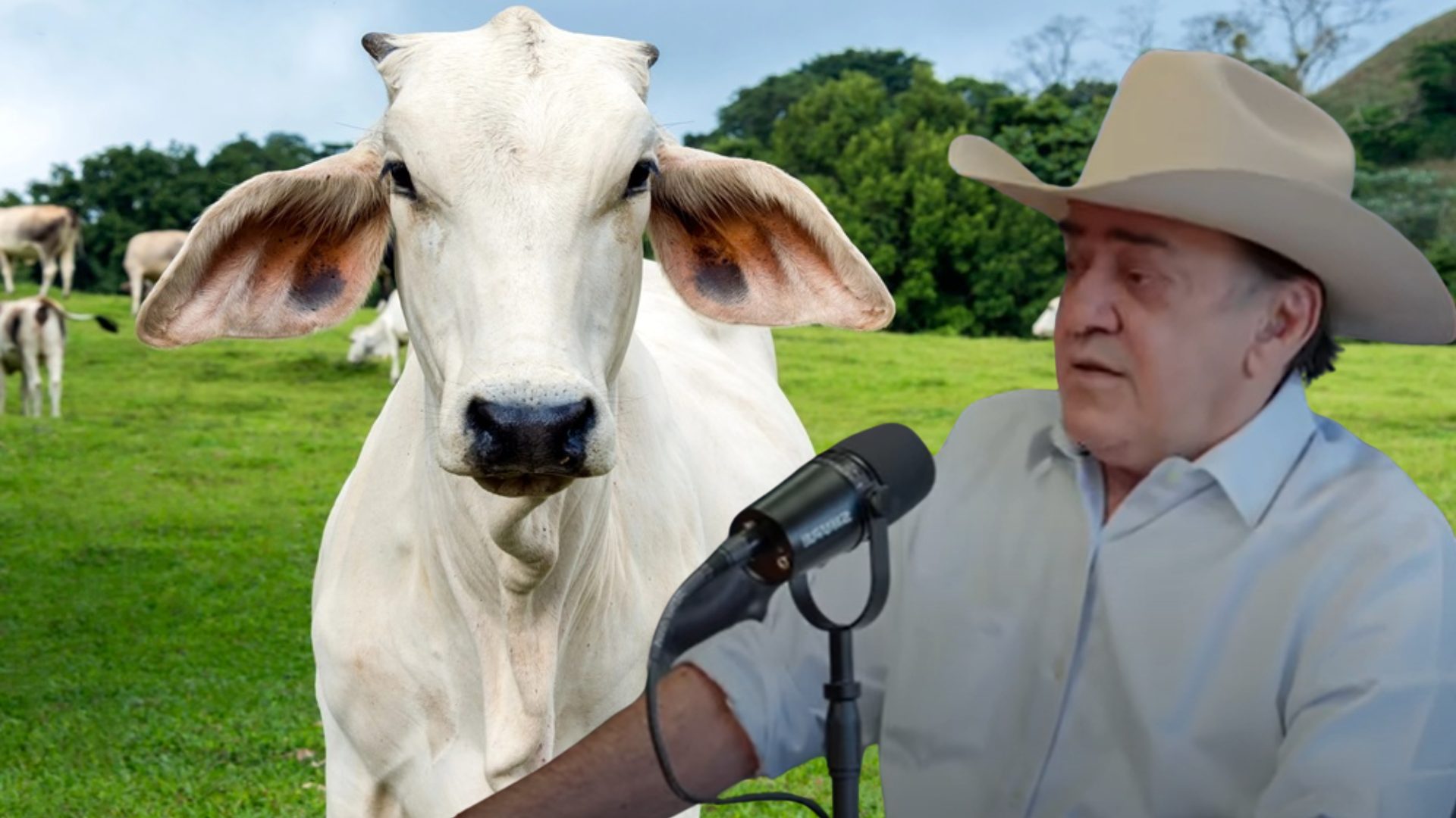 “É bobagem emprenhar novilha de 13 meses”, diz um dos maiores pecuaristas do Xingu