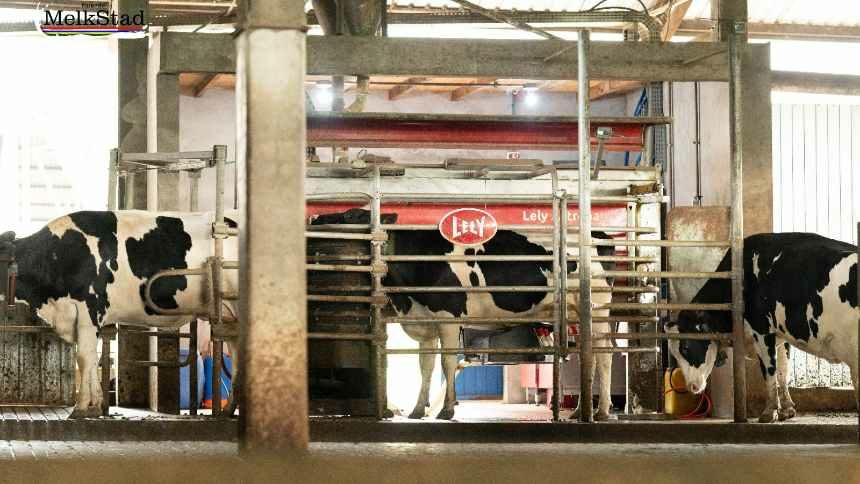 Holandesa Lely mira mercado latino-americano e instala base no Brasil para produzir robôs de ordenha