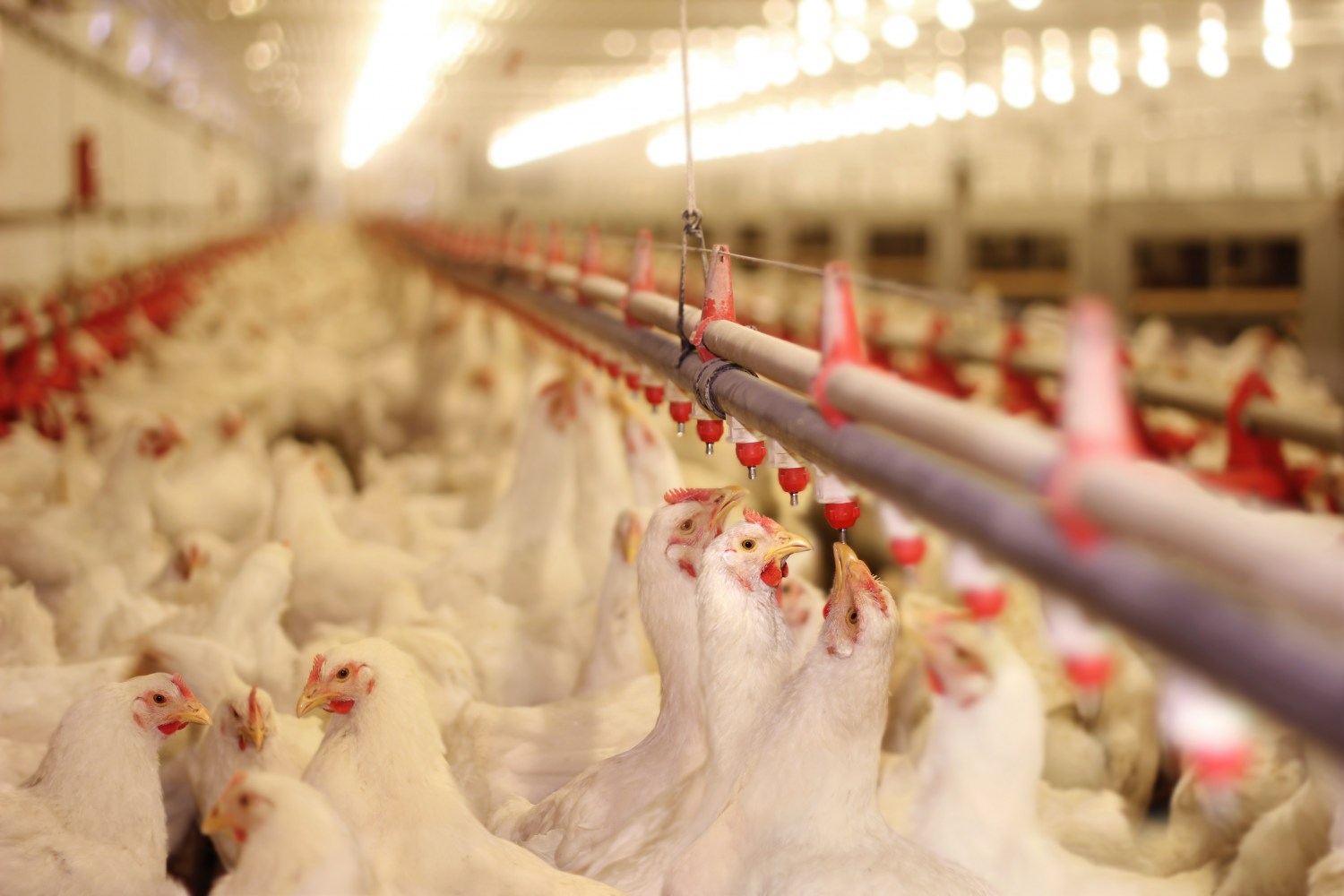 ABPA lança movimento pelo uso consciente de antimicrobianos na produção
