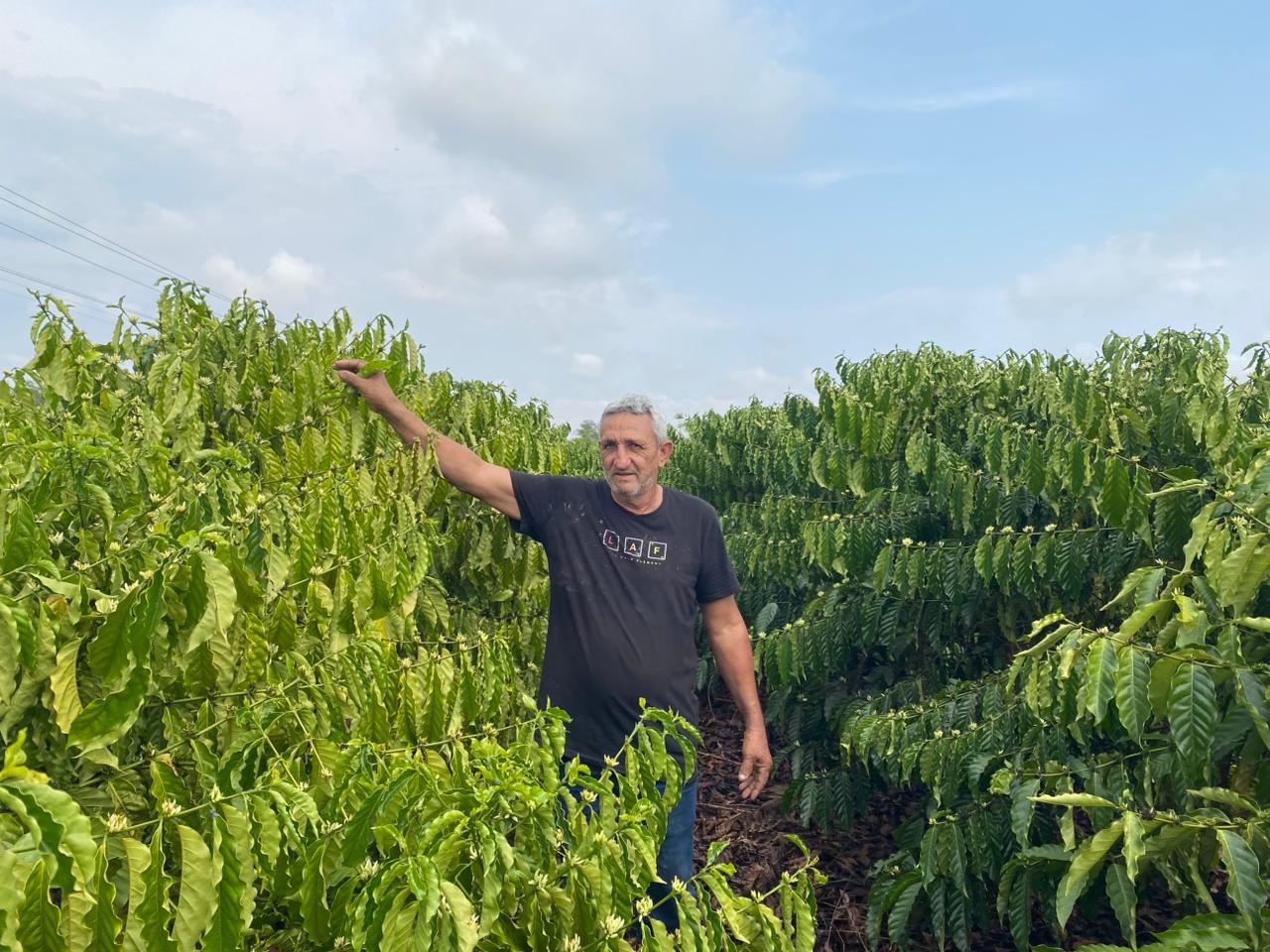 Com incentivo do Governo de MT, o produtor de Aripuanã colhe primeira safra de café - EMPAER - Site