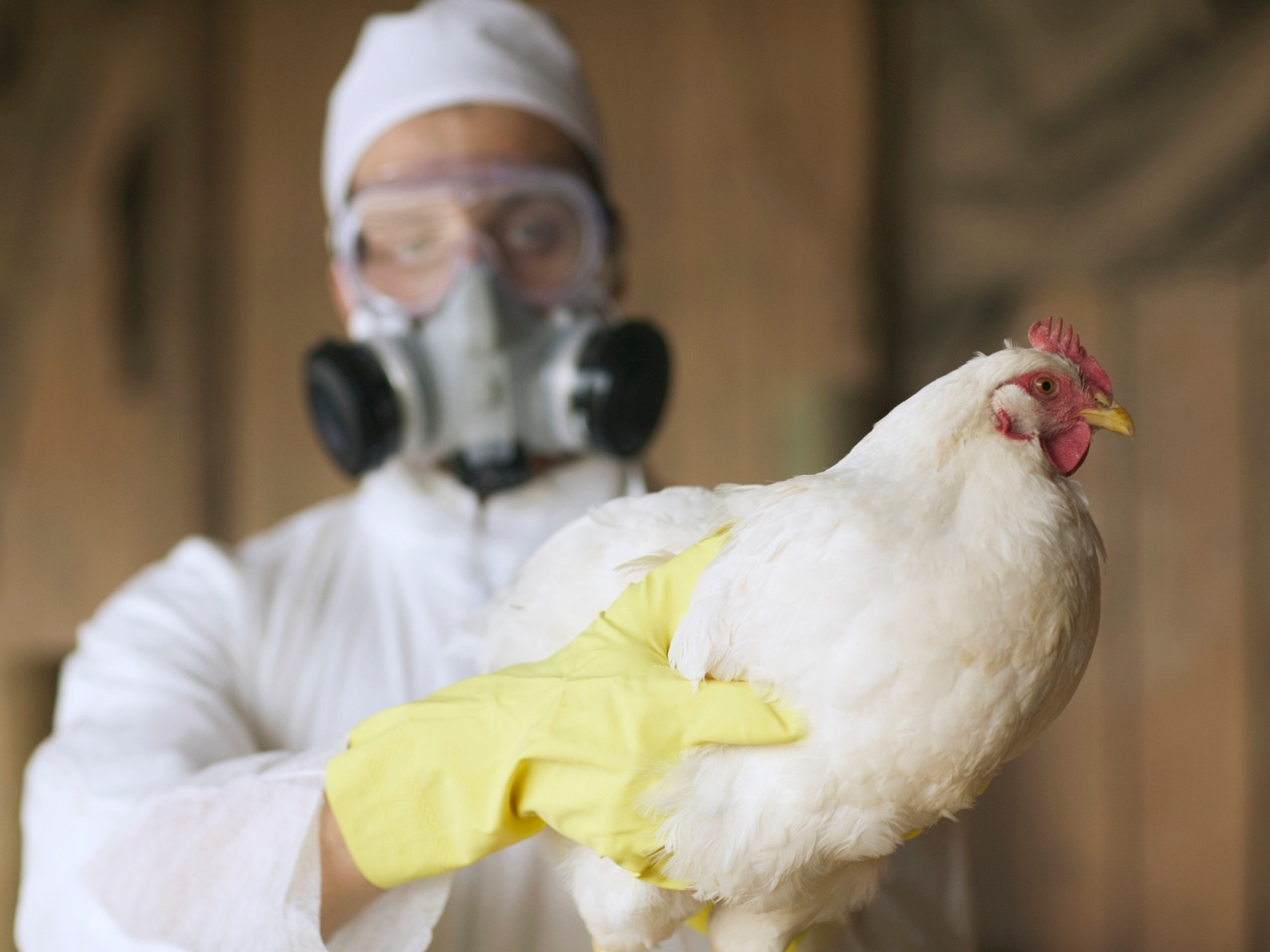 Gripe aviária: Argentina se autodeclara livre da doença à OMSA