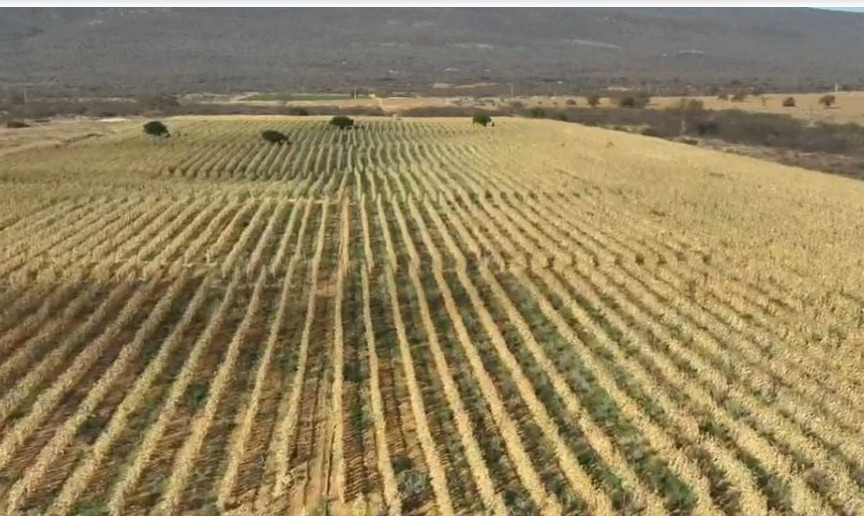 Polícia Civil descobre plantação de maconha em fazenda de 4 hectares