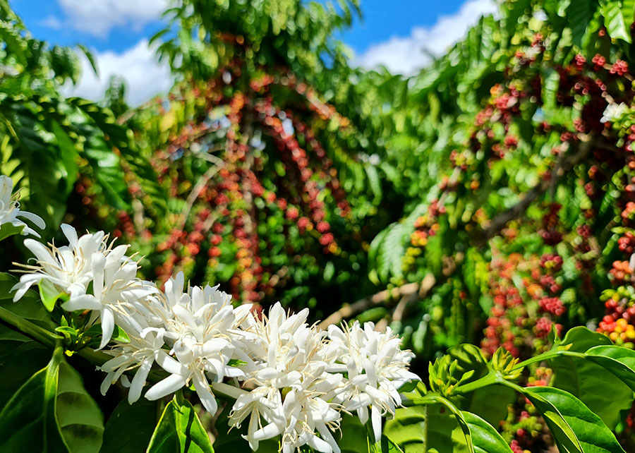 Brasil está a caminho de liderar cultivo global de café robusta, diz Rabobank