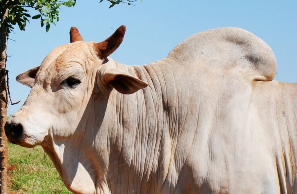 Exame andrológico garante rebanhos mais produtivos nas estações de monta