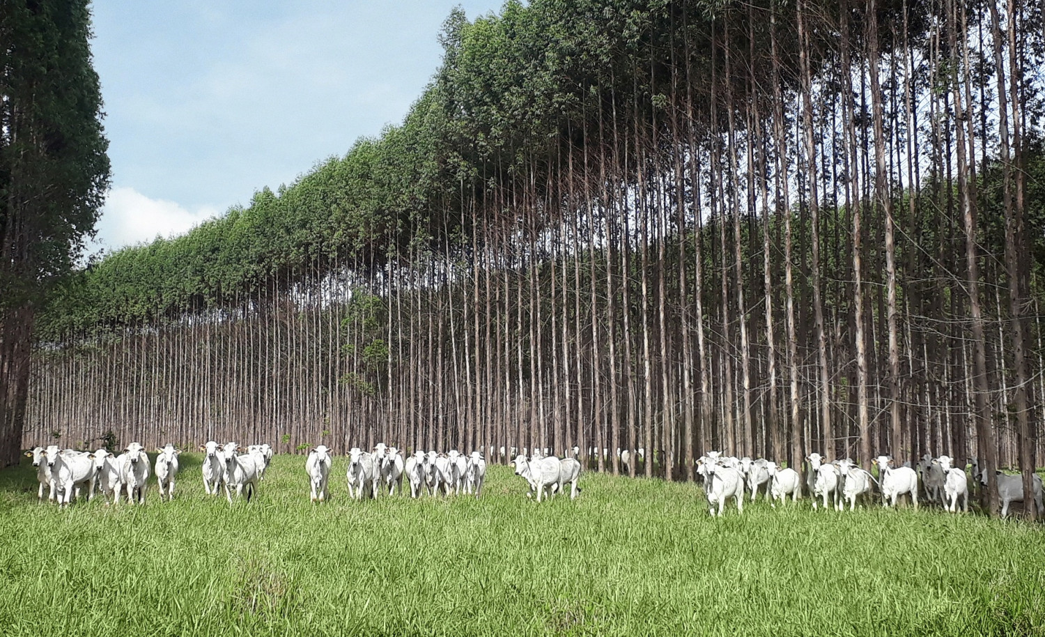 Marchió: arranjo pecuária-floresta pode ser adaptado a áreas de qualquer tamanho