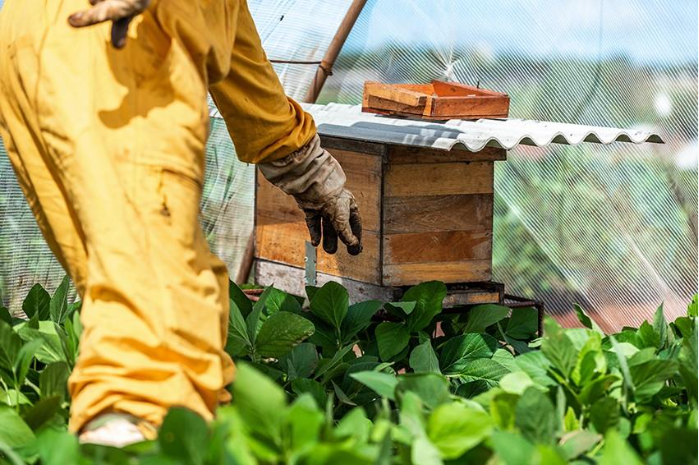 Dia Nacional das abelhas: polinizadores elevam produtividade da soja em até 13%