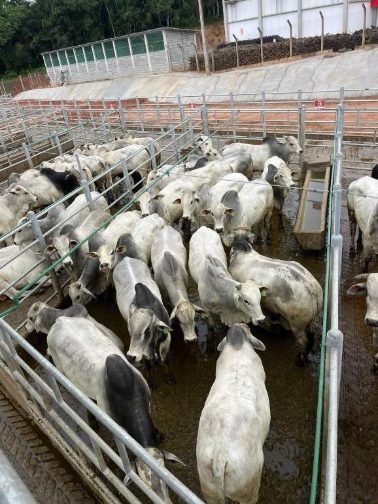 Avaliação de 323 animais: confira resultados do Circuito Nelore de Qualidade em Teixeira de Freitas (BA)