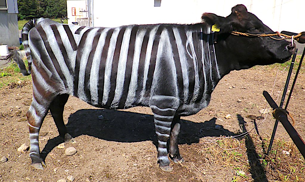 “Vacas zebra”: técnica japonesa surpreende ao afastar moscas