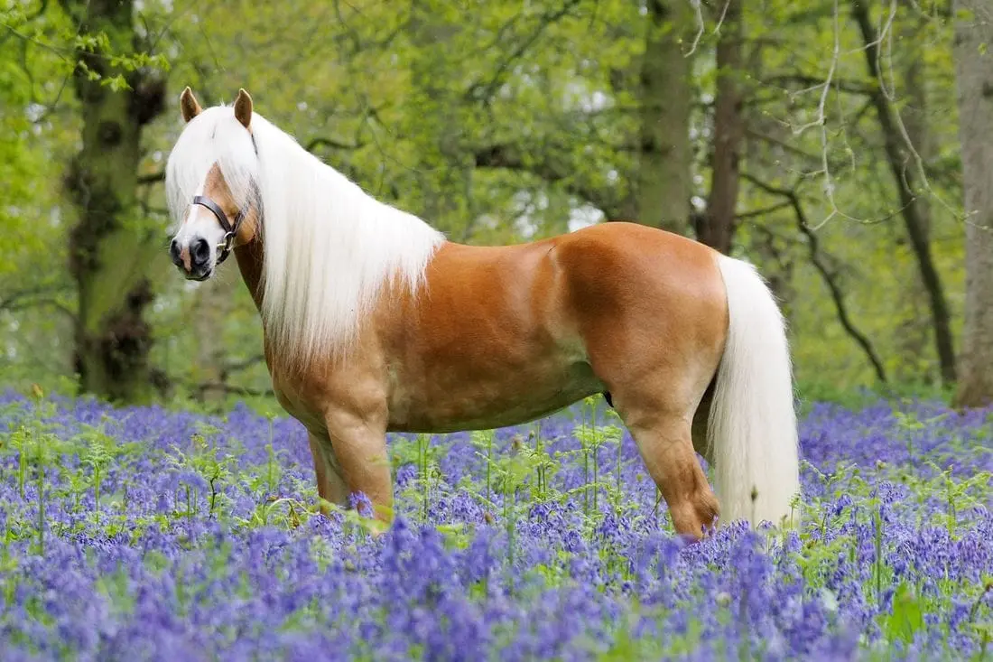 Conheça o Haflinger, cavalo de aparência celestial que une elegância e resistência