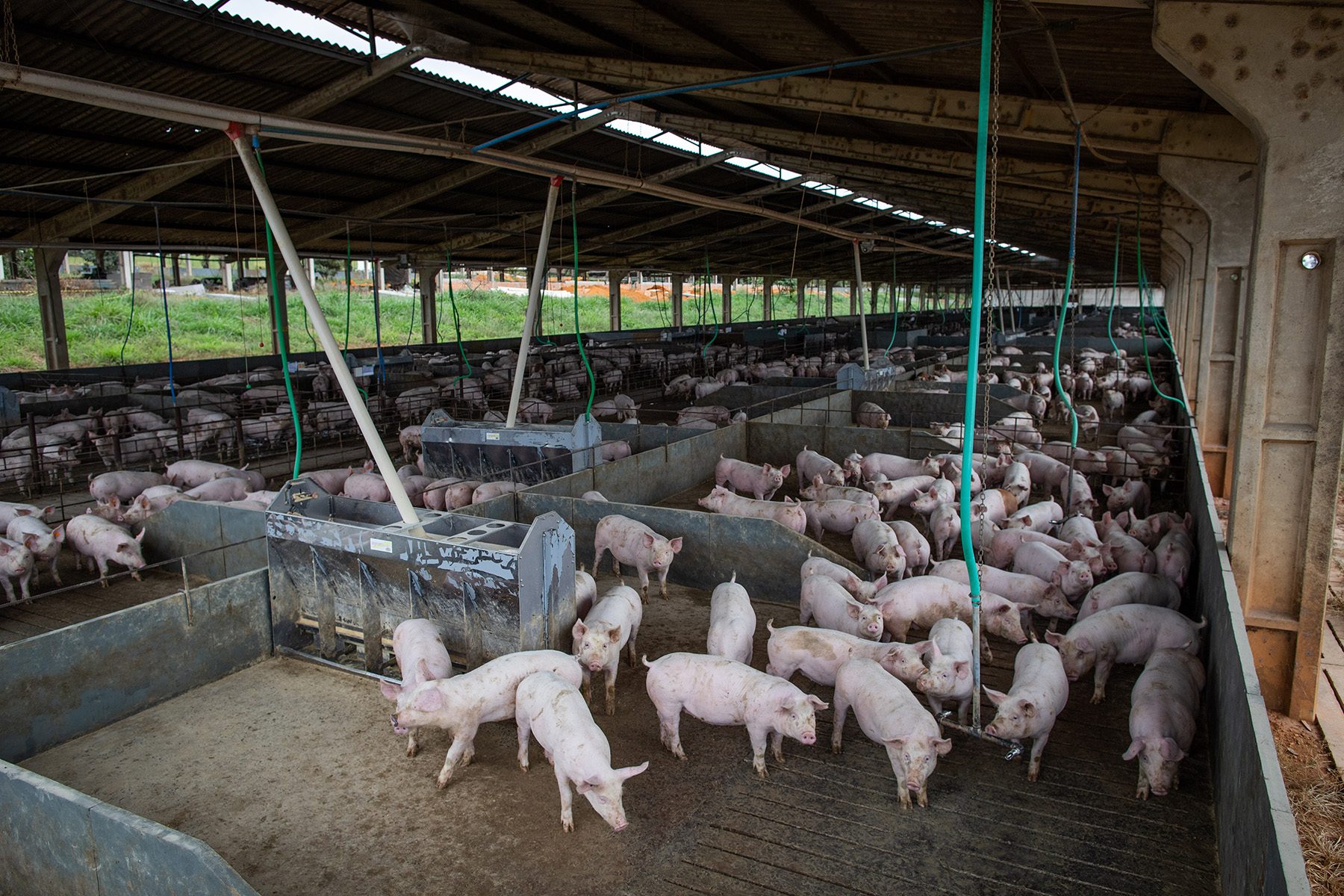 Canibalismo em suínos pode levar à perda de carcaças no abate