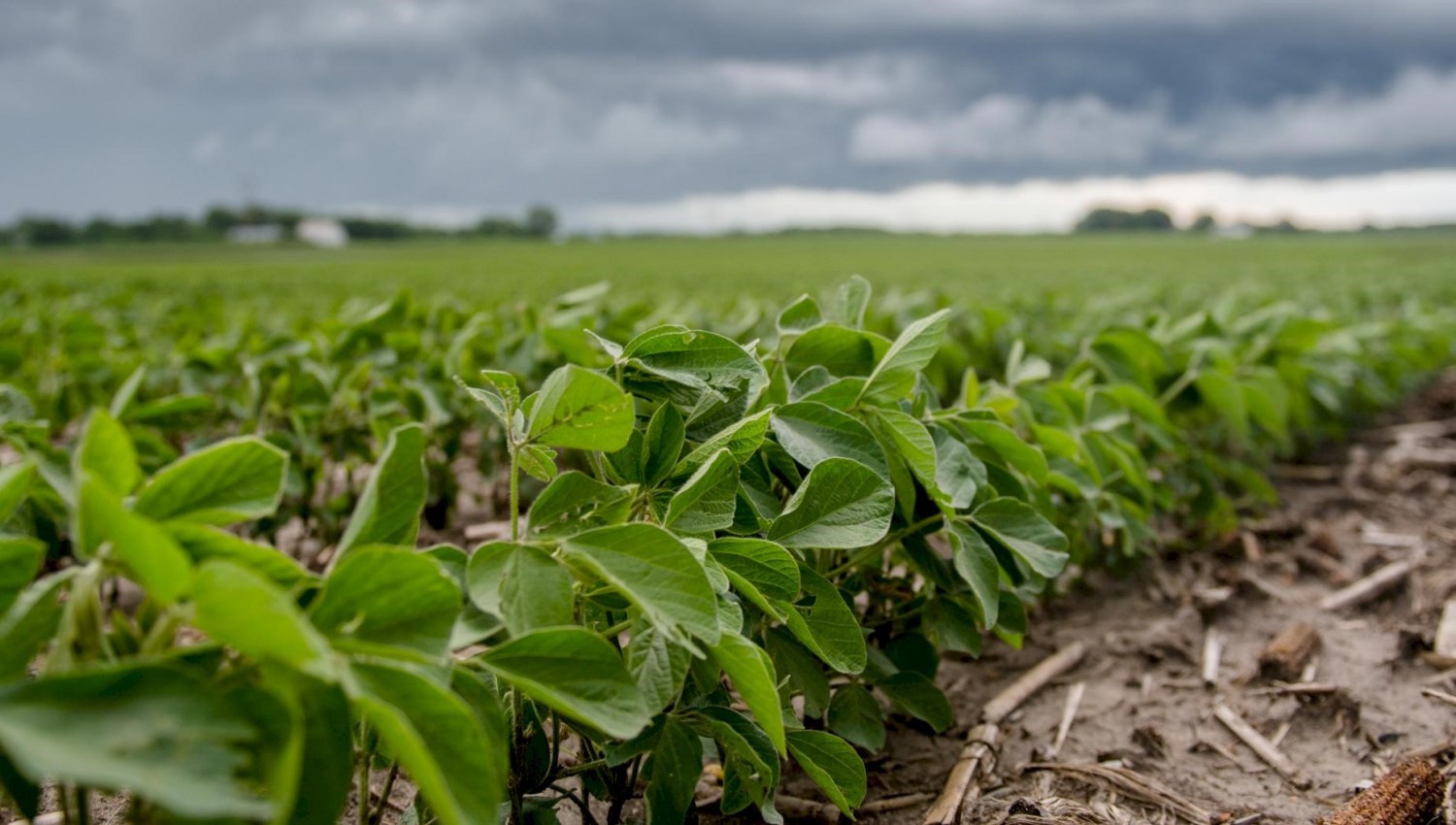 Agrural: Com plantio mais rápido da história, PR puxa ritmo da semeadura de soja no país