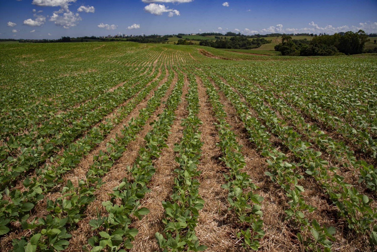 MT semeou 15% da área prevista na safra 2025/26 de soja, diz Imea