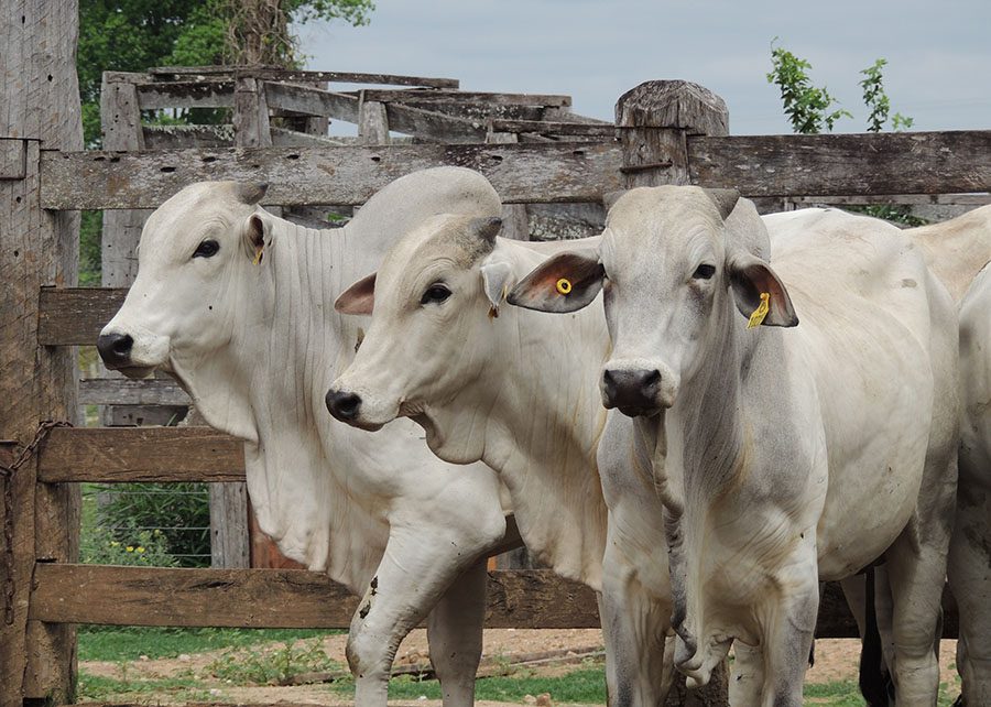 Maximizando a eficiência alimentar na pecuária e reduzindo custos de produção