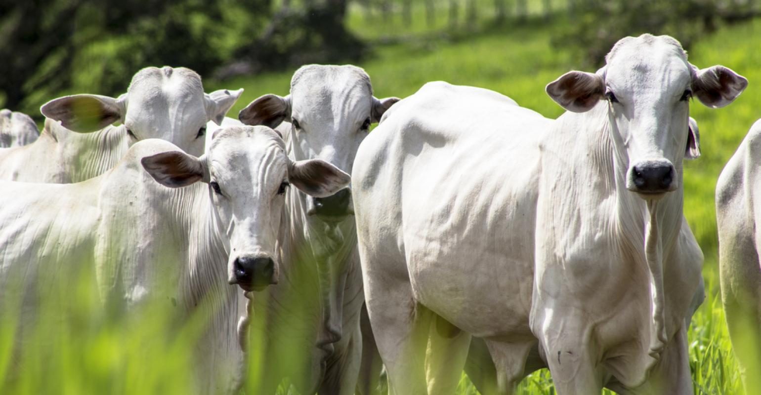 Pecuária de Mato Grosso vive bom momento com valorização da arroba e protagonismo nas exportações