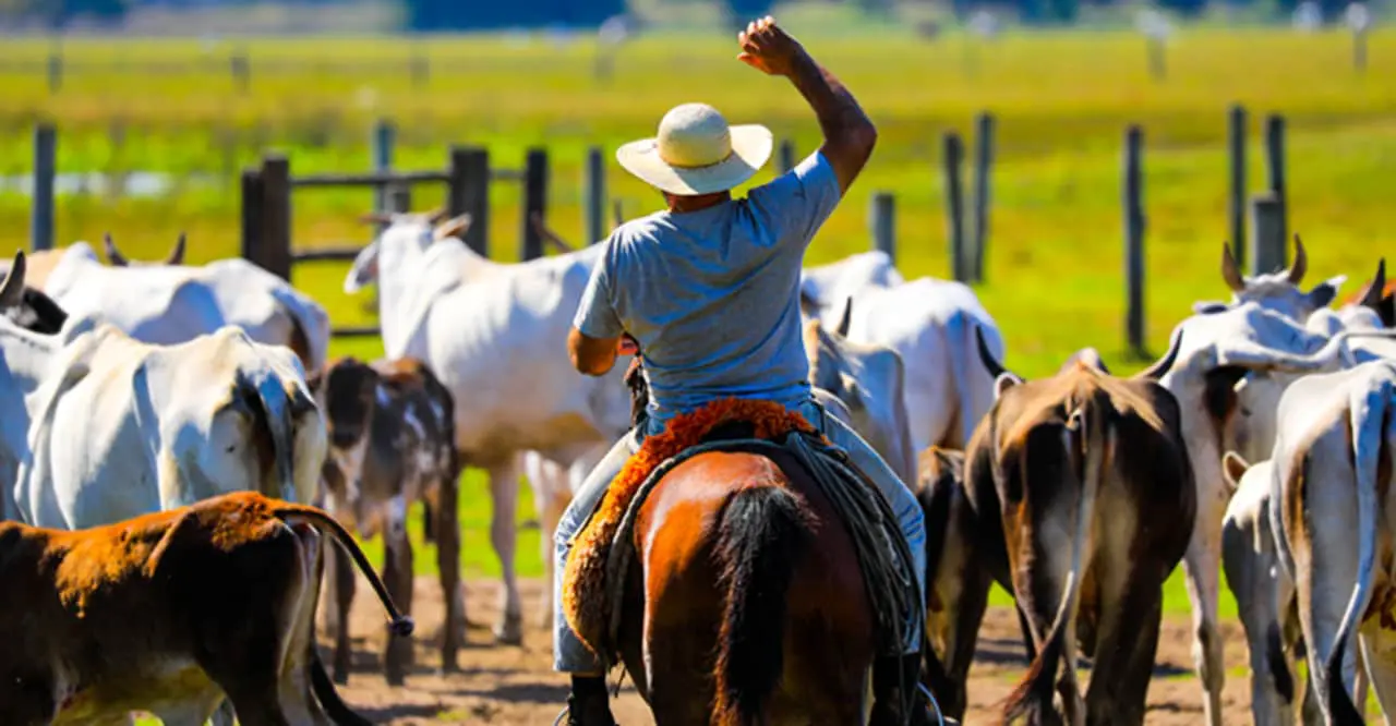 Boi gordo abre a semana acima dos R$ 320/@ e viés de alta se consolida, animando pecuaristas