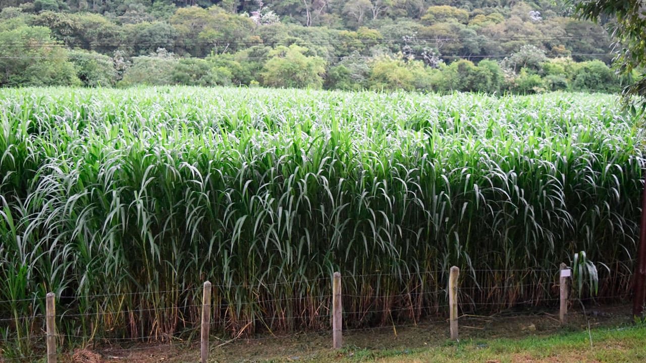Recria com BRS Capiaçu: O que os produtores precisam saber de verdade