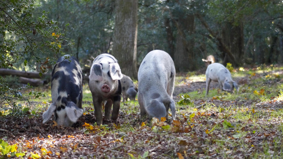 Centenas de porcos foram soltos na New Forest para evitar mortes de pôneis e gado na Inglaterra