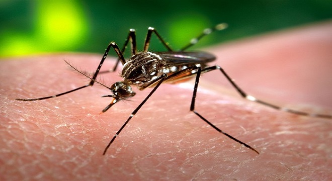 Brasil concentra 96% dos casos de chikungunya nas Américas