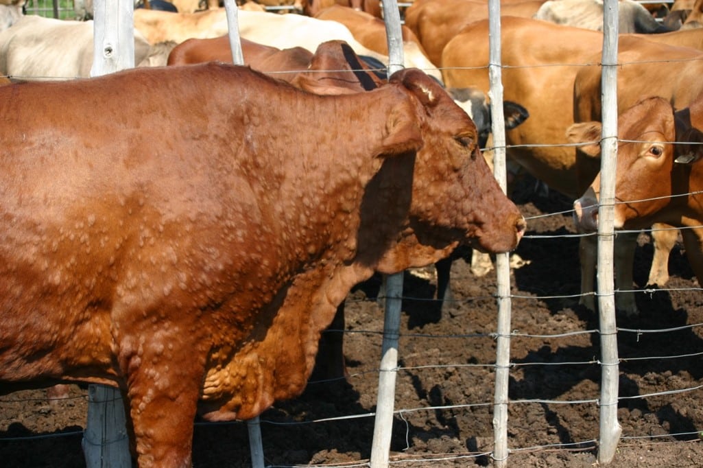 Doença de Pele Nodosa: o vírus que chegou à Espanha e ameaça a pecuária